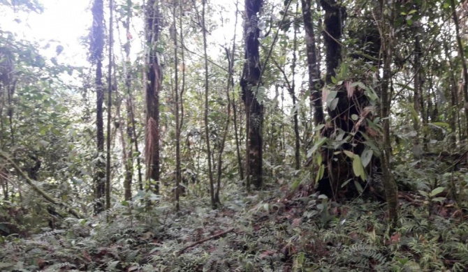 Bio Hotel Mindo Cloud Forest